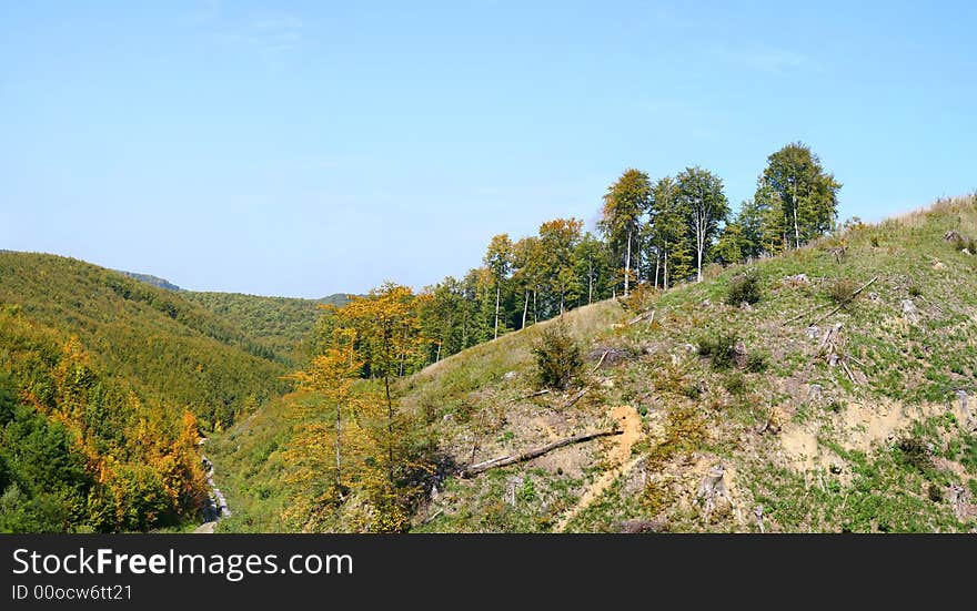 Deciduous forest setting