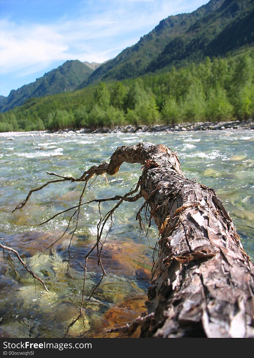 Tree roots over the rocky mountain river. Tree roots over the rocky mountain river