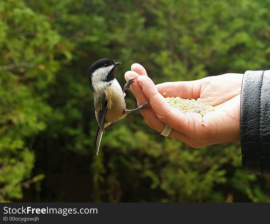 A black capped chickadee perches on the fingers of a hand holding bird seed. A black capped chickadee perches on the fingers of a hand holding bird seed.