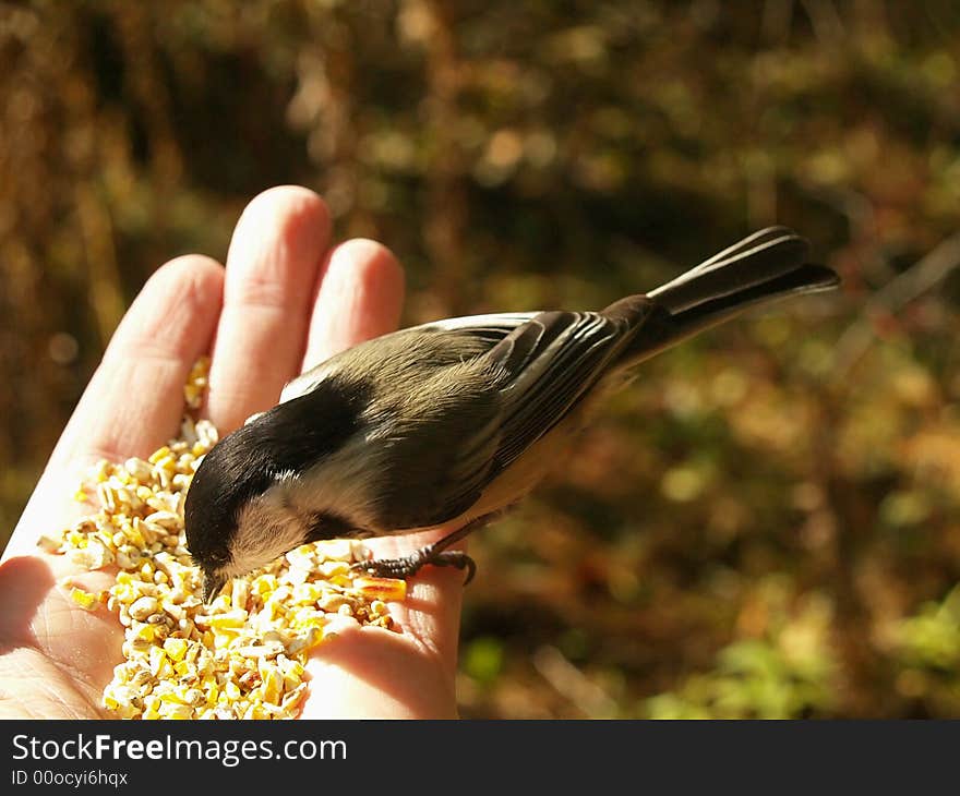 A black capped chickadee trying to decide which seed to eat out of a handful. A black capped chickadee trying to decide which seed to eat out of a handful.