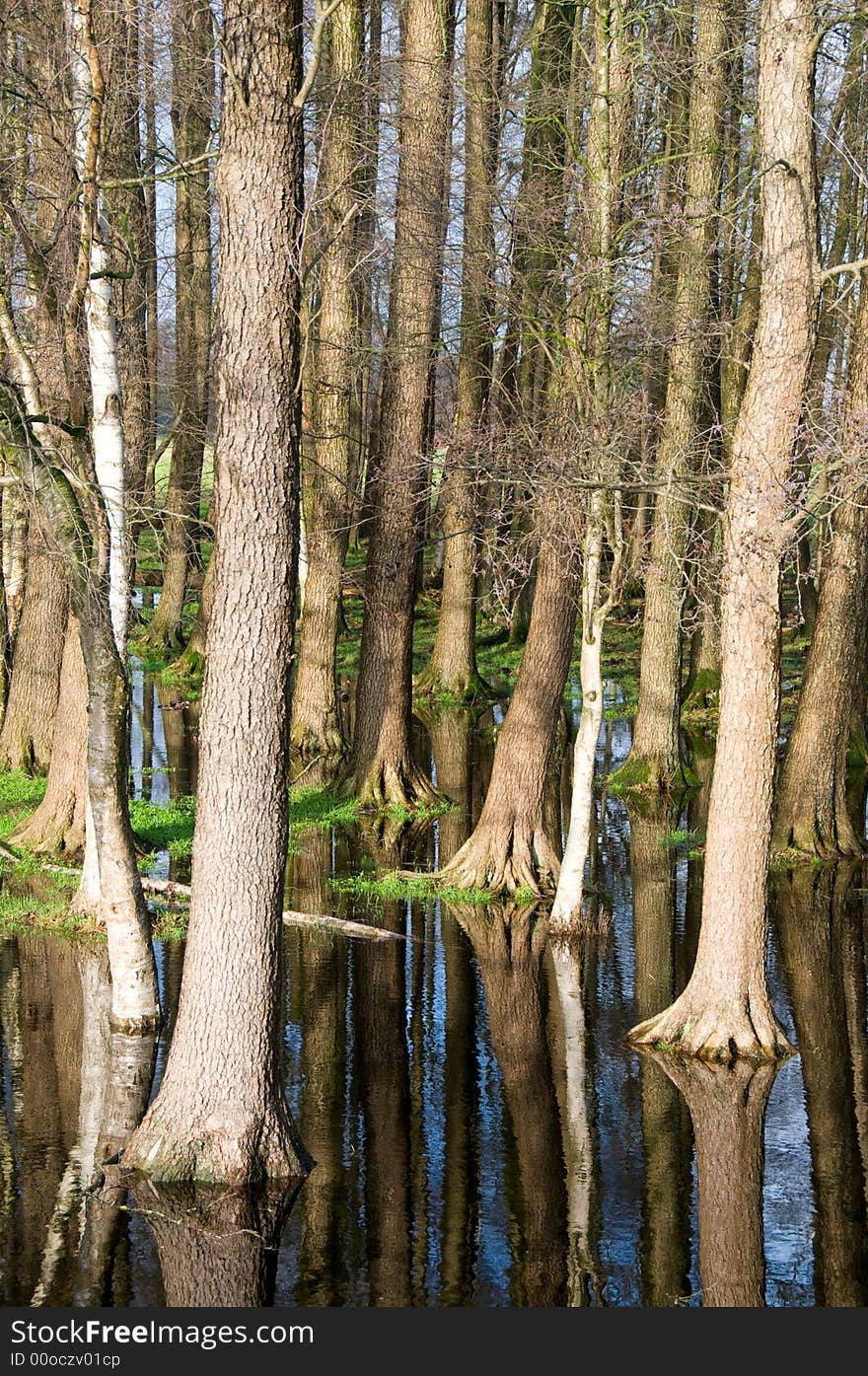 Trees and sky mirroring