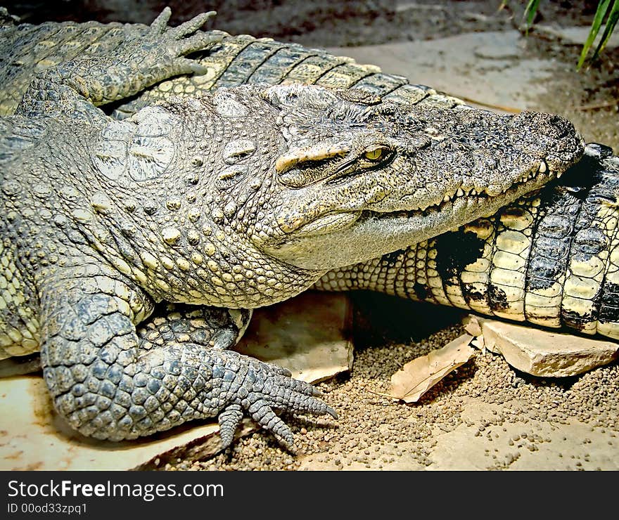 Portrait of nice Siam Crocodile. Portrait of nice Siam Crocodile