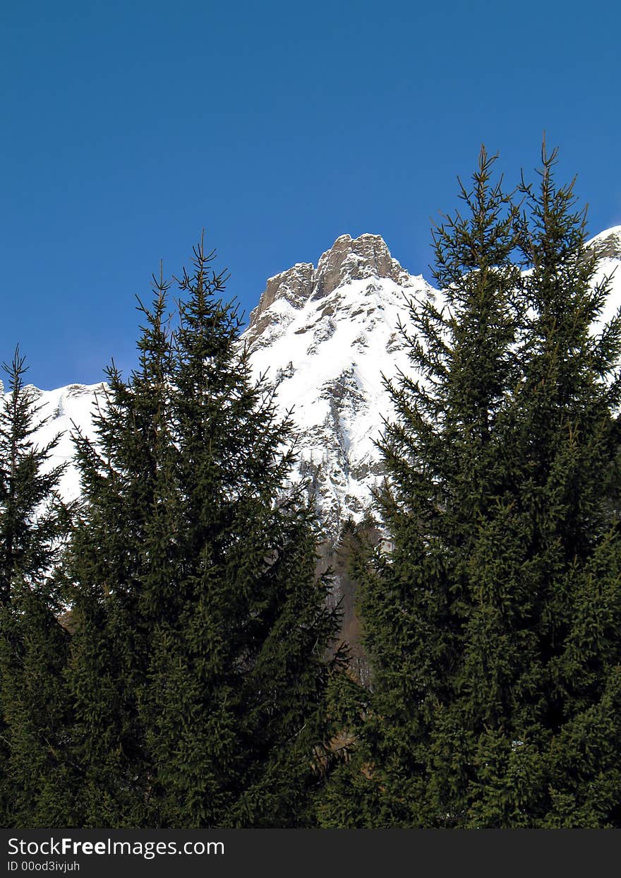 Snowy Summits And Firs