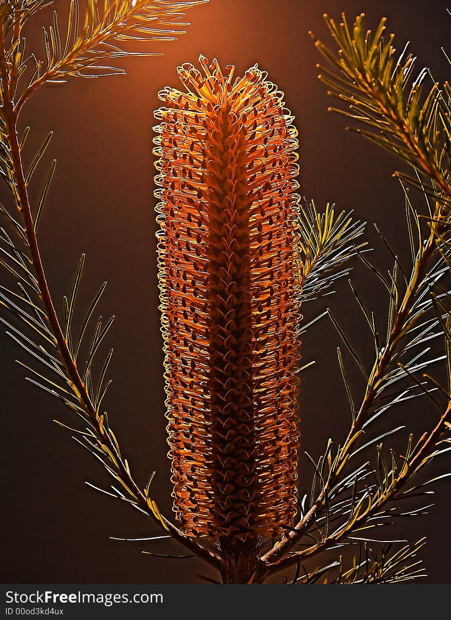 Callistemon at night