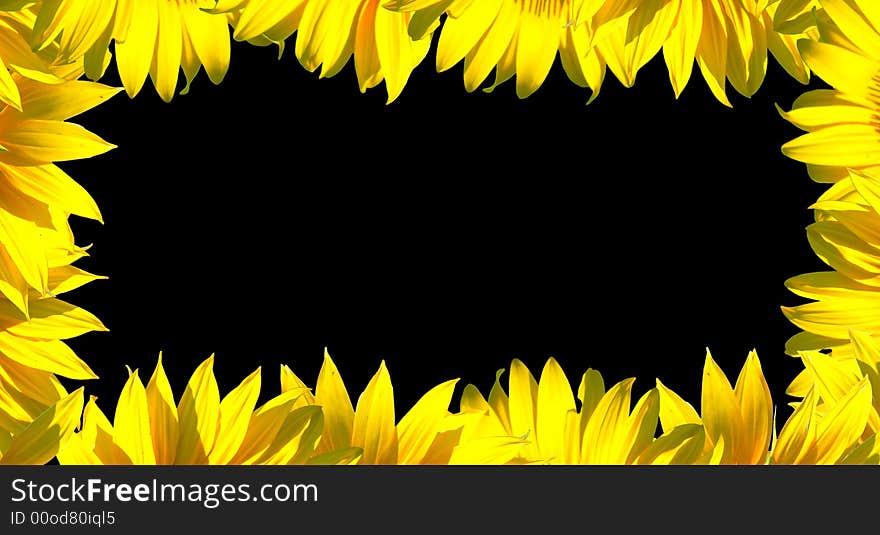 The sunflower petals frame on black background. The sunflower petals frame on black background