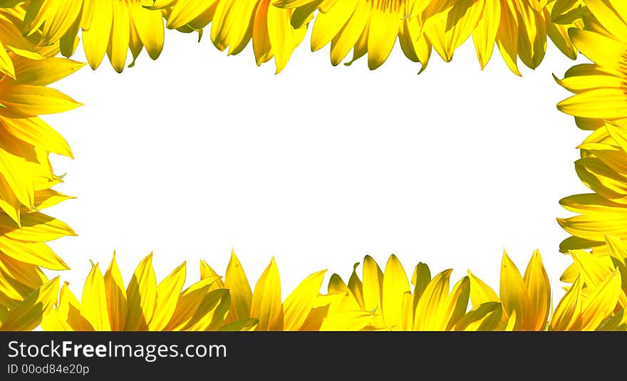 The sunflower petals frame on white background. The sunflower petals frame on white background