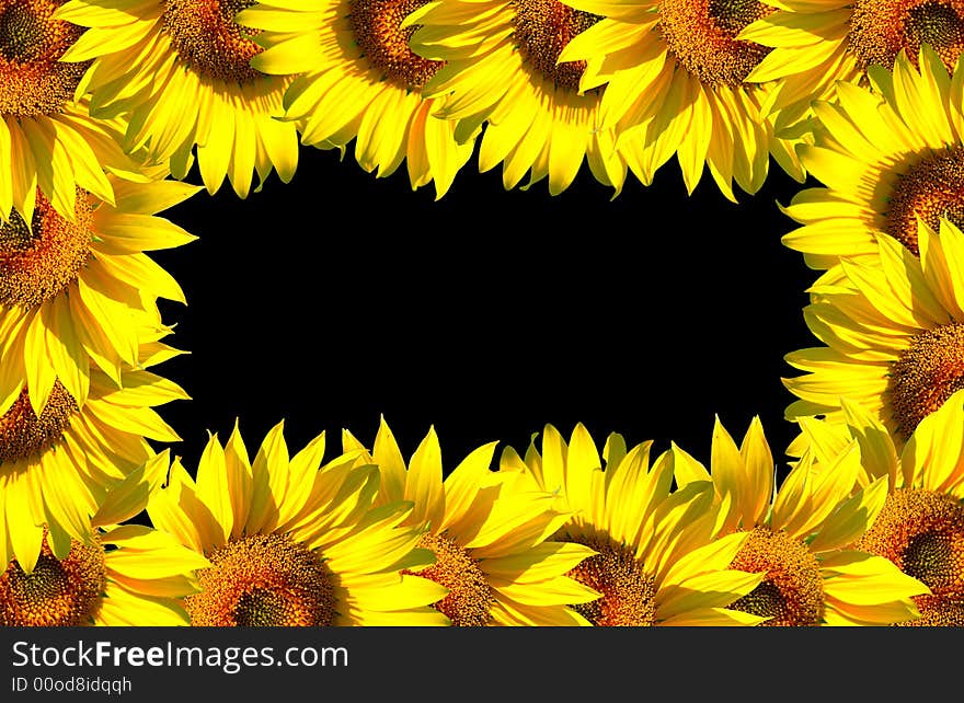 The sunflowers frame on black background area. The sunflowers frame on black background area