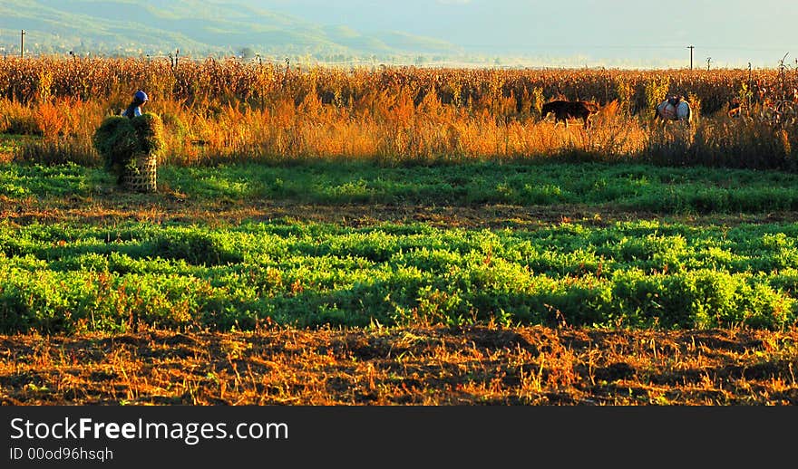 In autumn, The farmer work at the farmland. In autumn, The farmer work at the farmland.