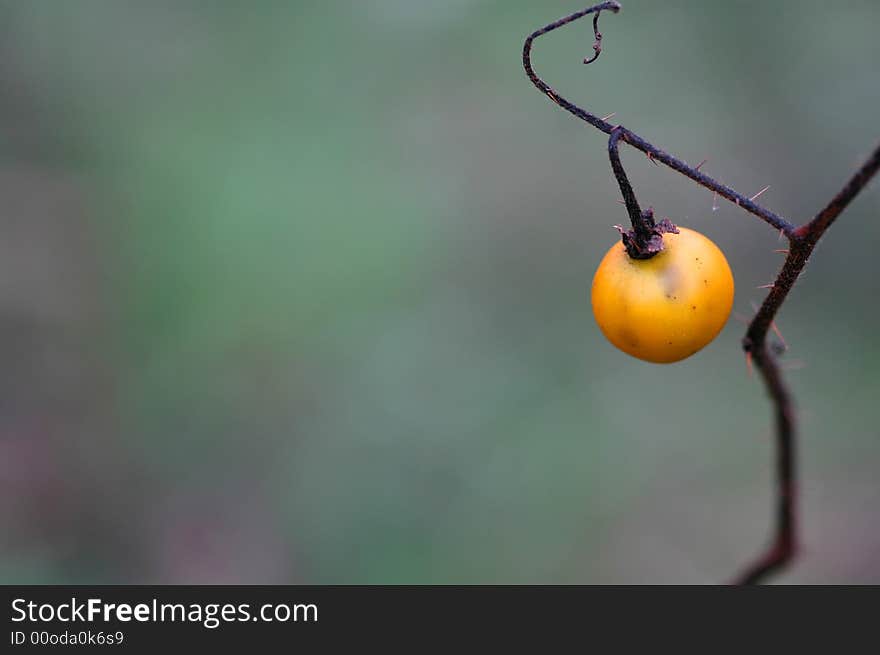 A wild yellow berry on a thorny stem against a pleasing natural background.