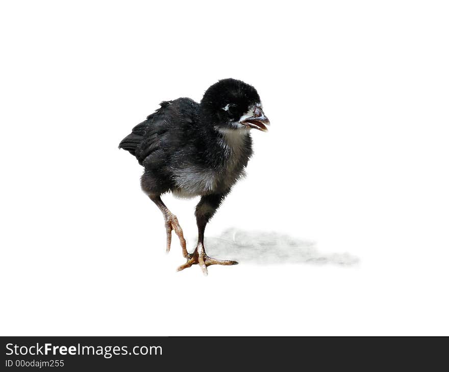 The Little Black Poult