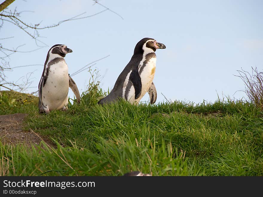 Penguins On The Move