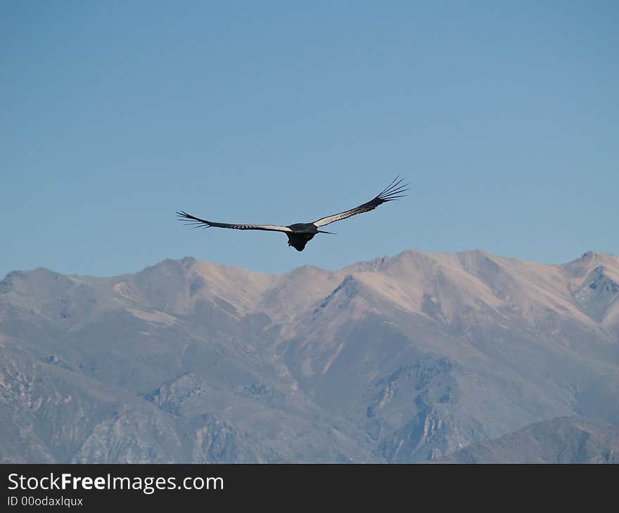 Flying condor in the Colca canyon