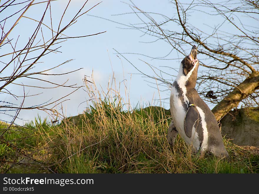 Screaming penquin