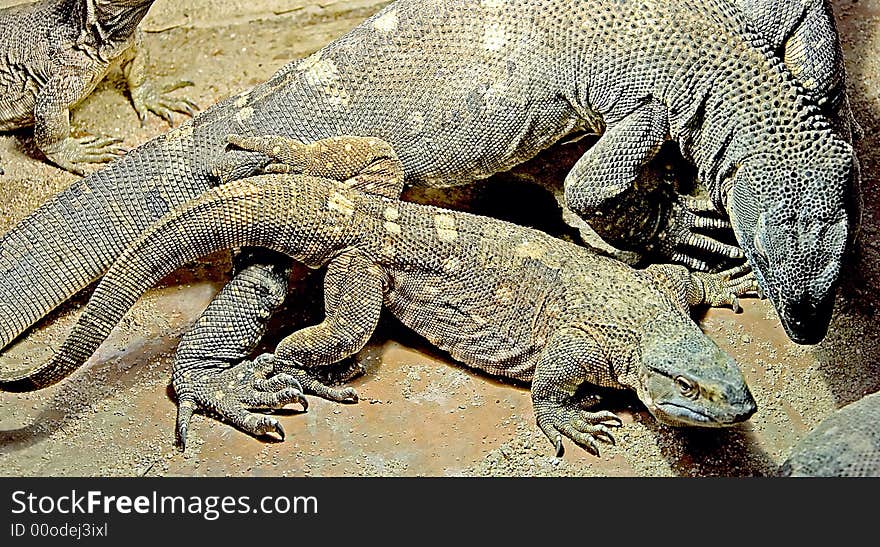 Cople of black throat rock monitor. Cople of black throat rock monitor