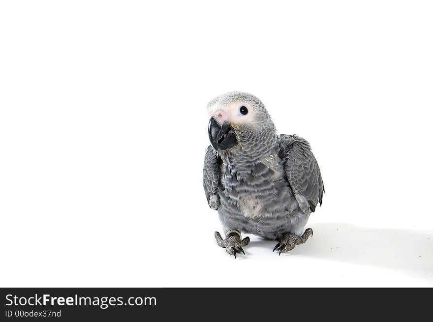 Baby red tale parrot