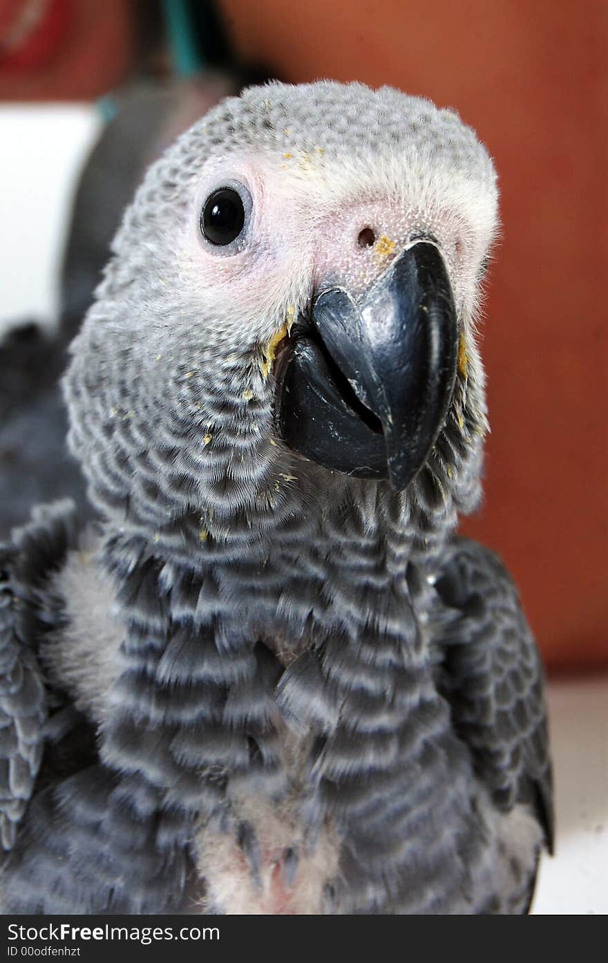 Baby red tale parot looking curious. Baby red tale parot looking curious