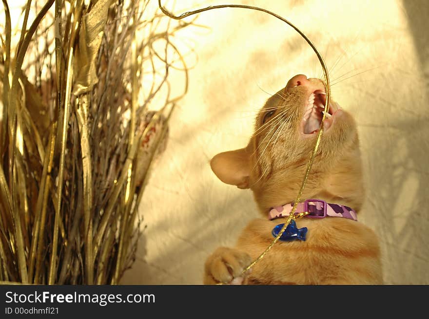 Playful kitten destroying golden christmas decorations