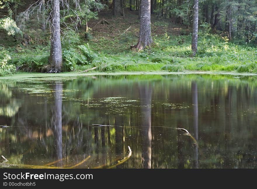 Trees reflect in a small lake. Trees reflect in a small lake