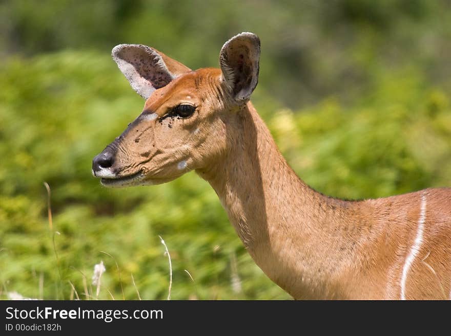 Kudu Buck