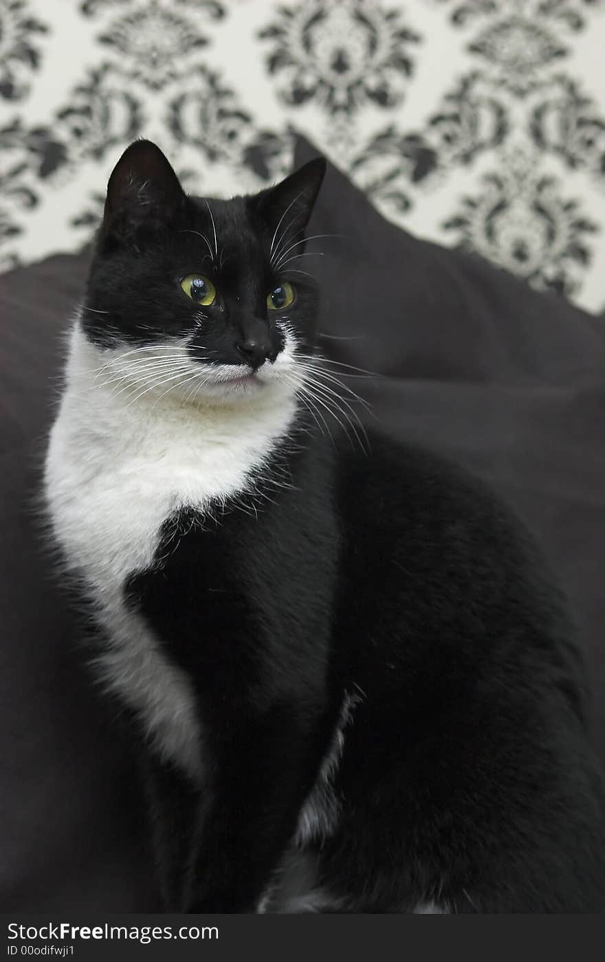 Black and white domestic cat sitting on a couch, black and white surroundings. Black and white domestic cat sitting on a couch, black and white surroundings