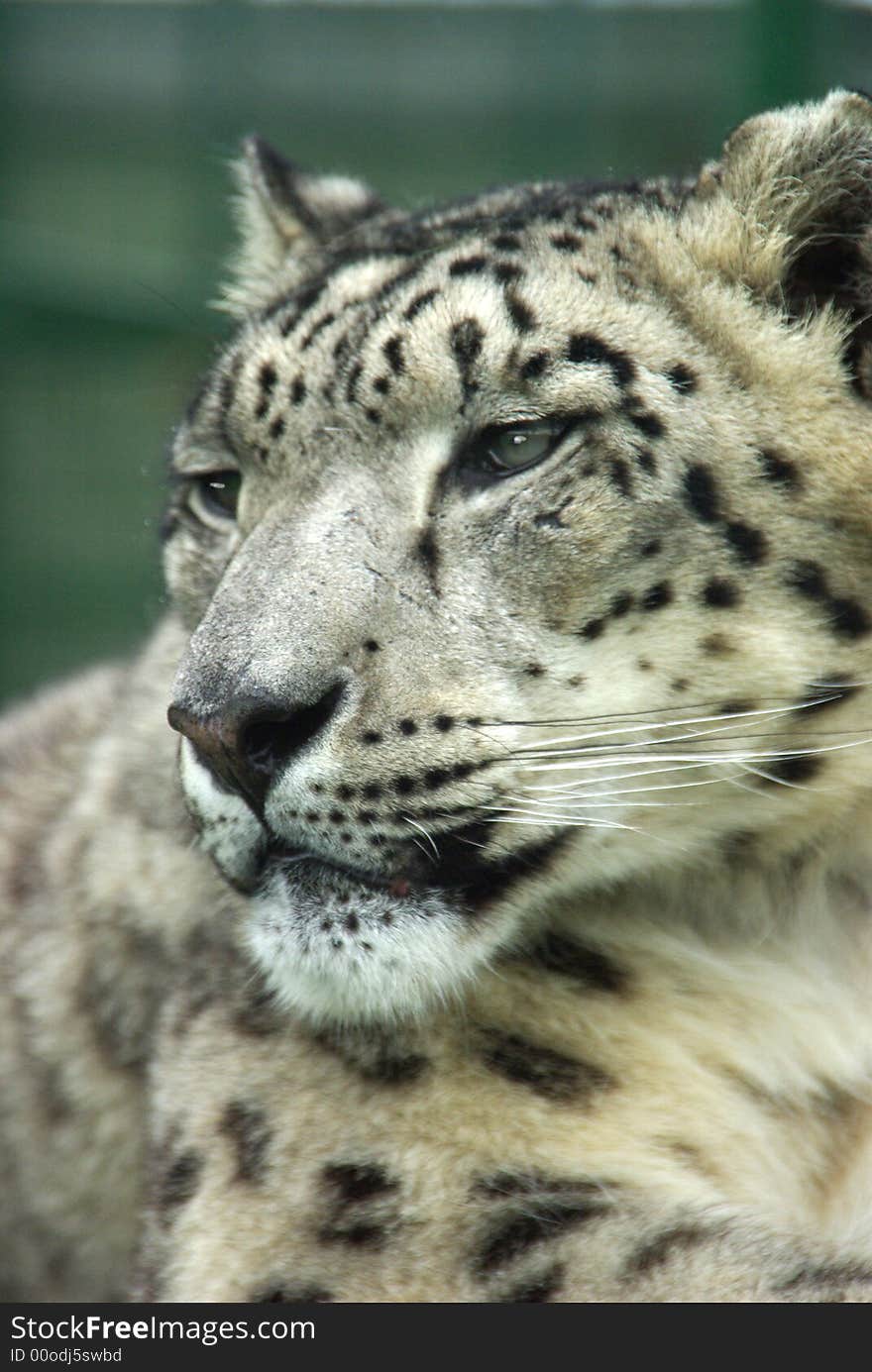 Snoe Leopard Portrait looking to right. Snoe Leopard Portrait looking to right.