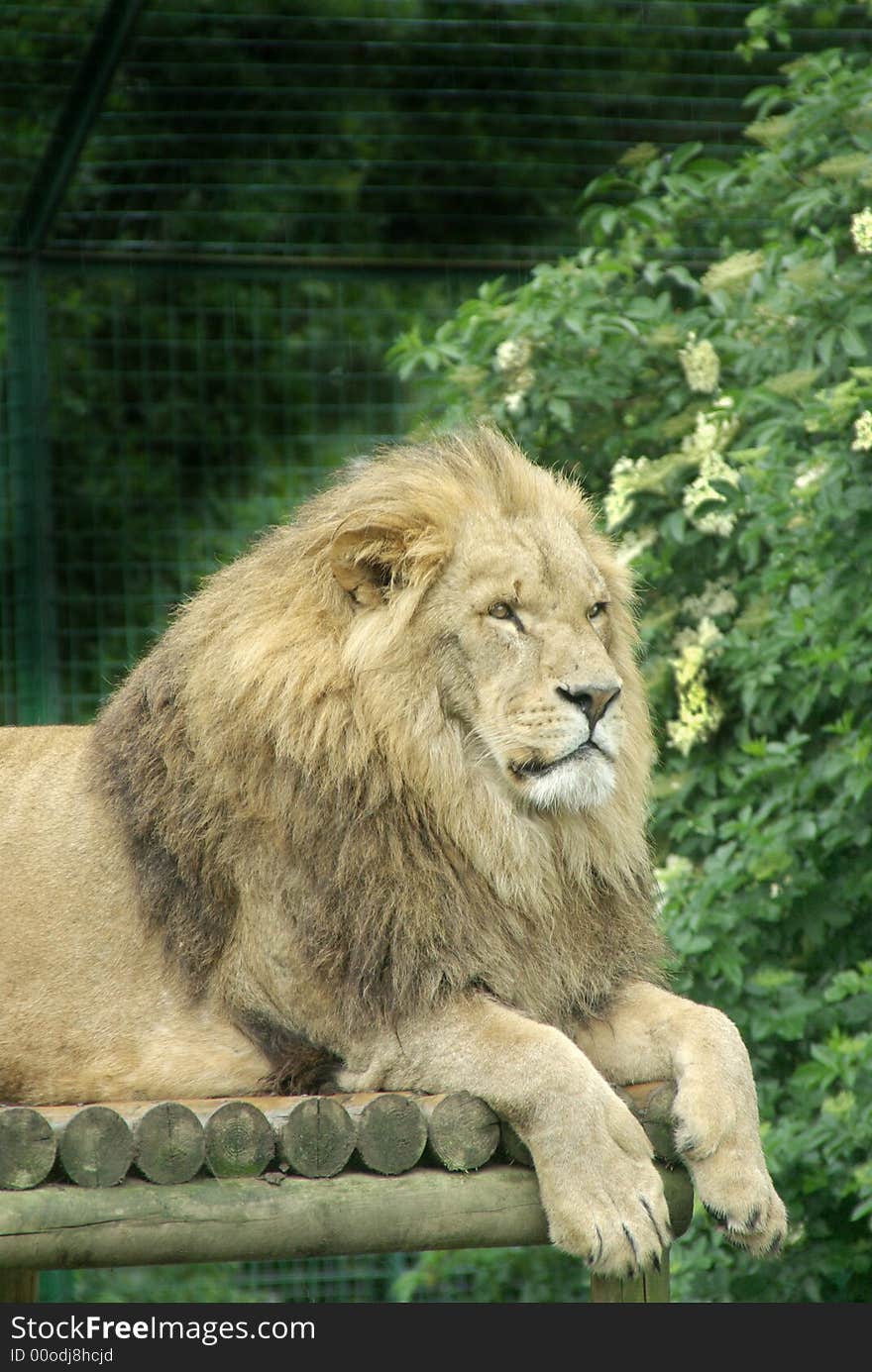 Male Lion 1