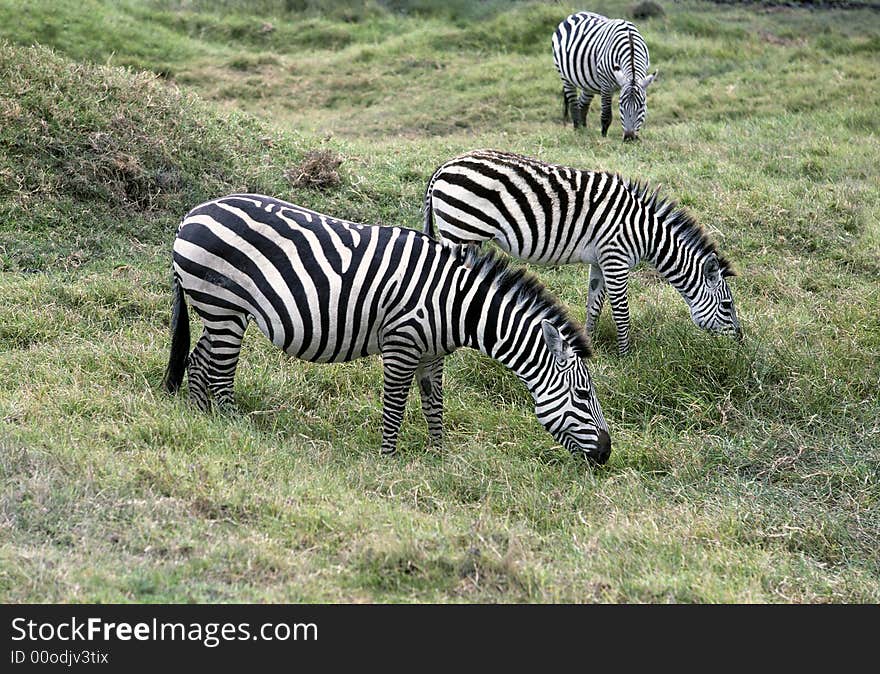 Zebras trio