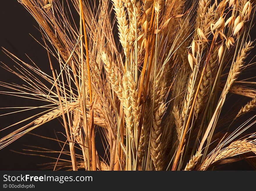 Grain ears of different grades