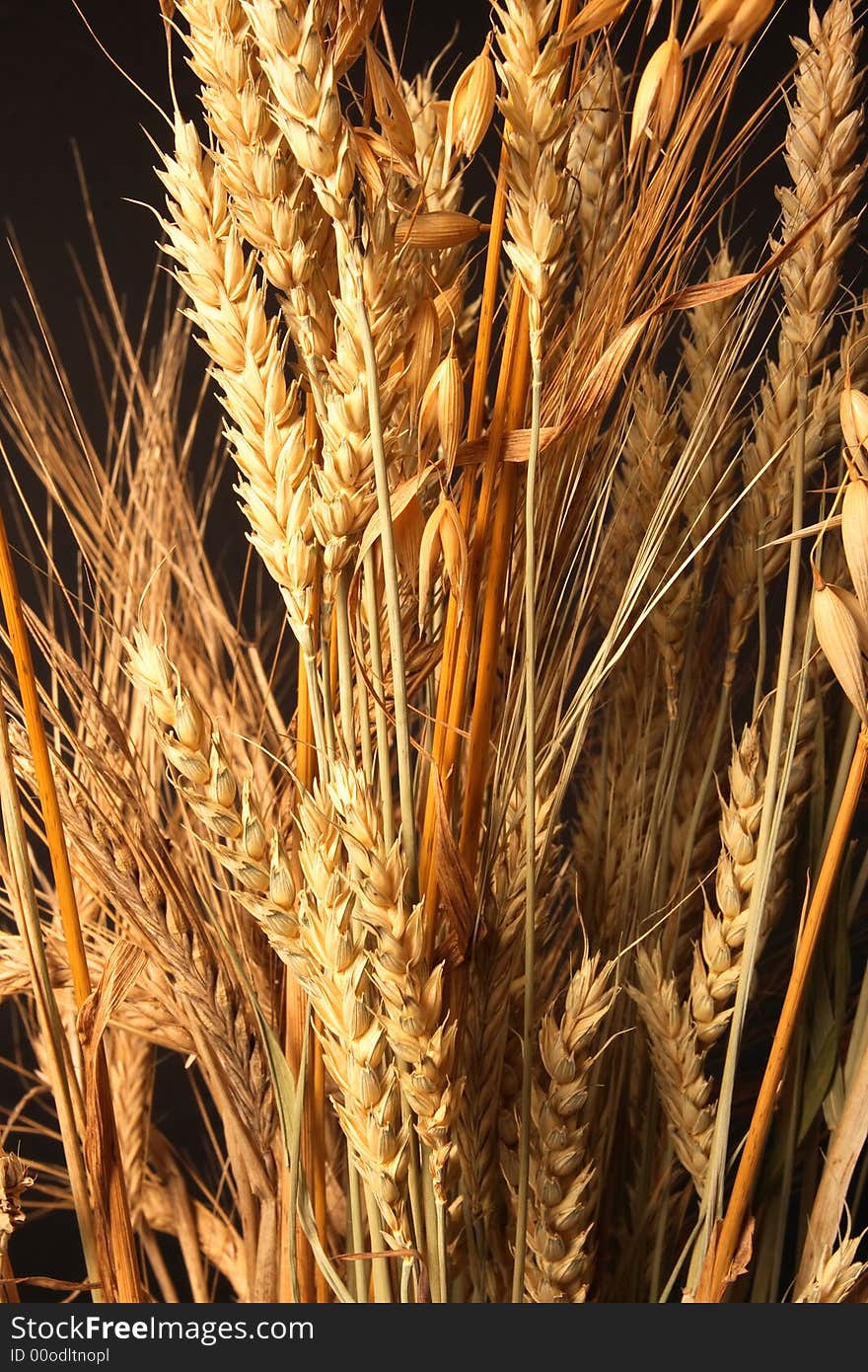 Grain ears of different grades