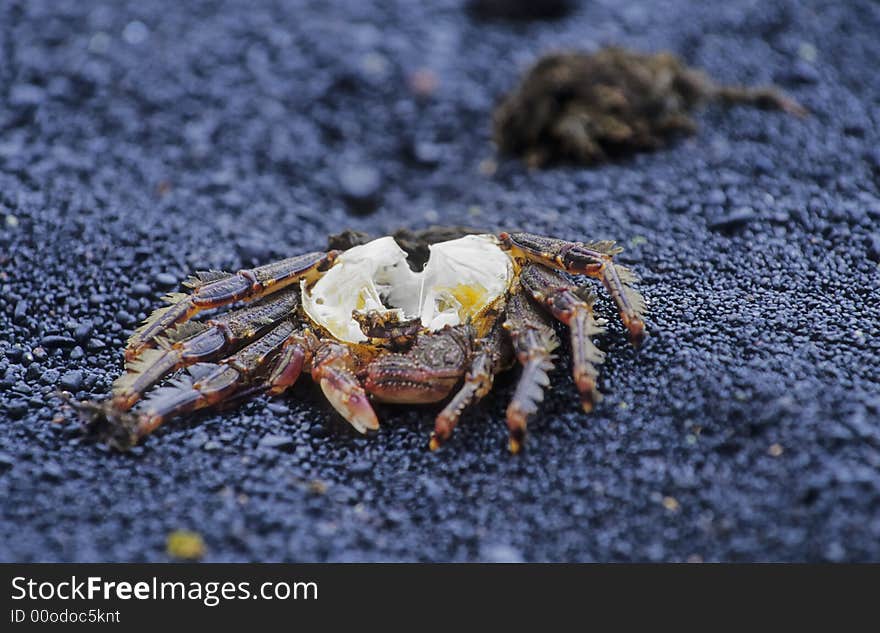 Dead crab on the shore of Lanzarote. Dead crab on the shore of Lanzarote