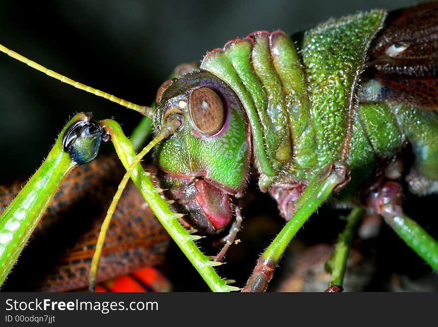 Big green grasshopper macro shot