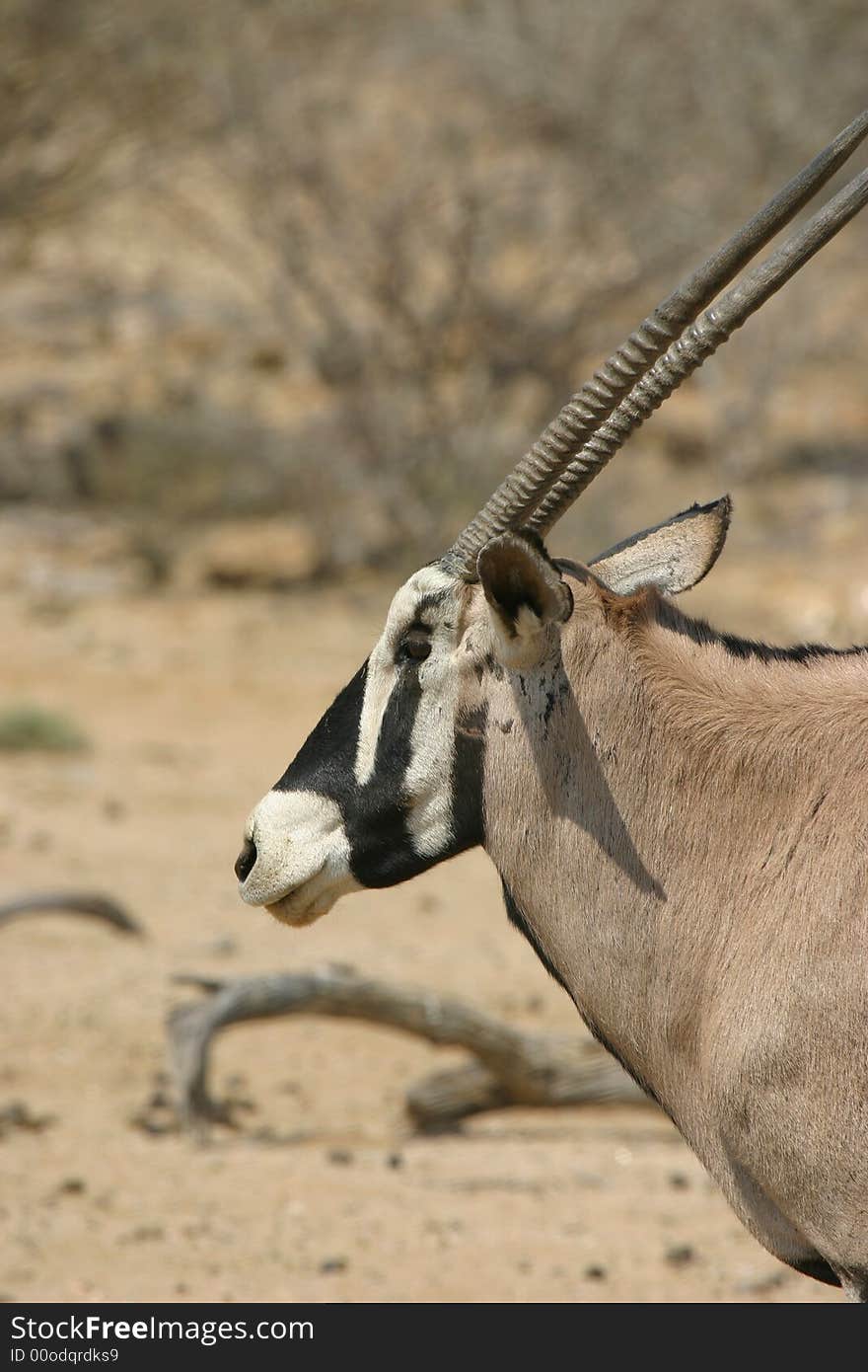 Profile of an oryx antelope in Namibia, Africa. Profile of an oryx antelope in Namibia, Africa