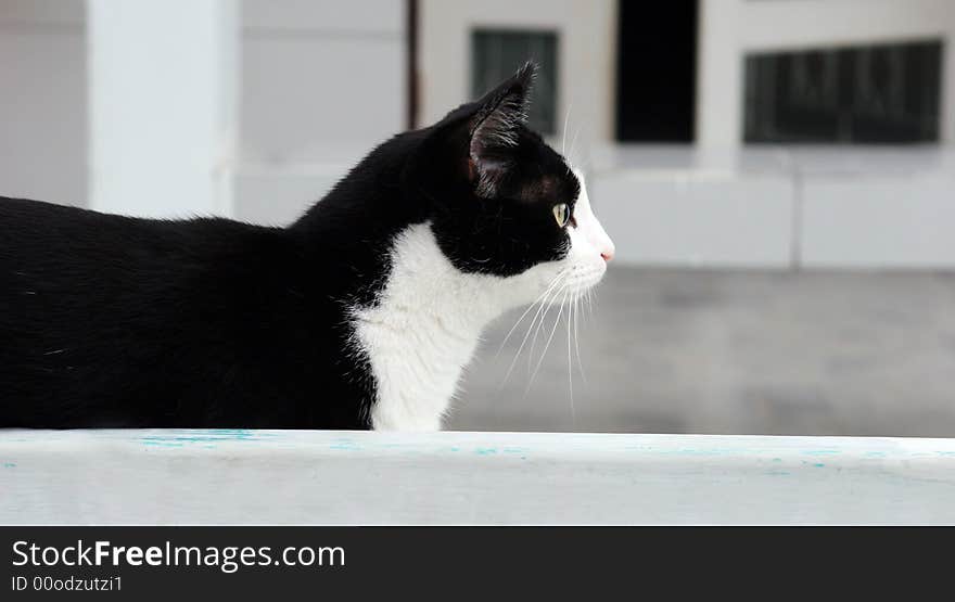 Cute black and white cat stalking something.