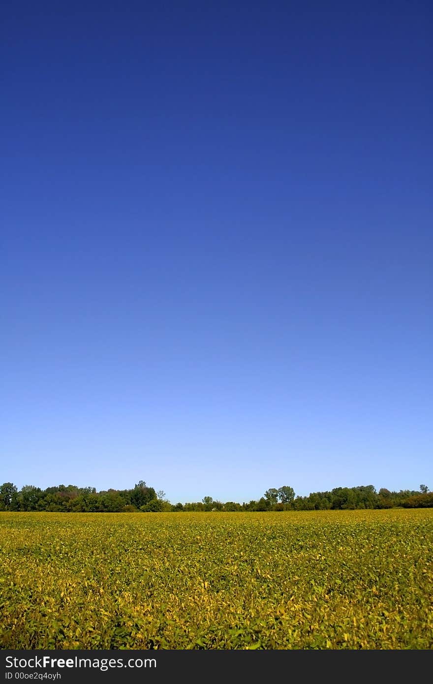 Field of yellow plants with blue sky background. Field of yellow plants with blue sky background