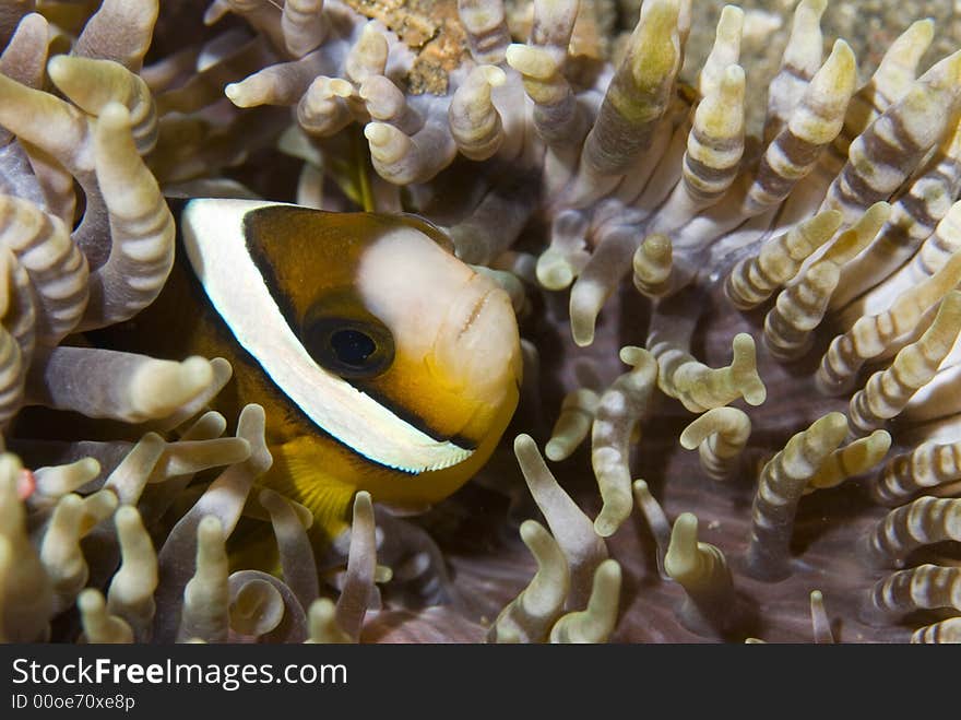 Hiding anemone fish