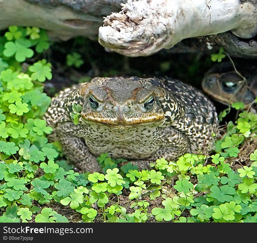 Rococo toad under the snag. Rococo toad under the snag