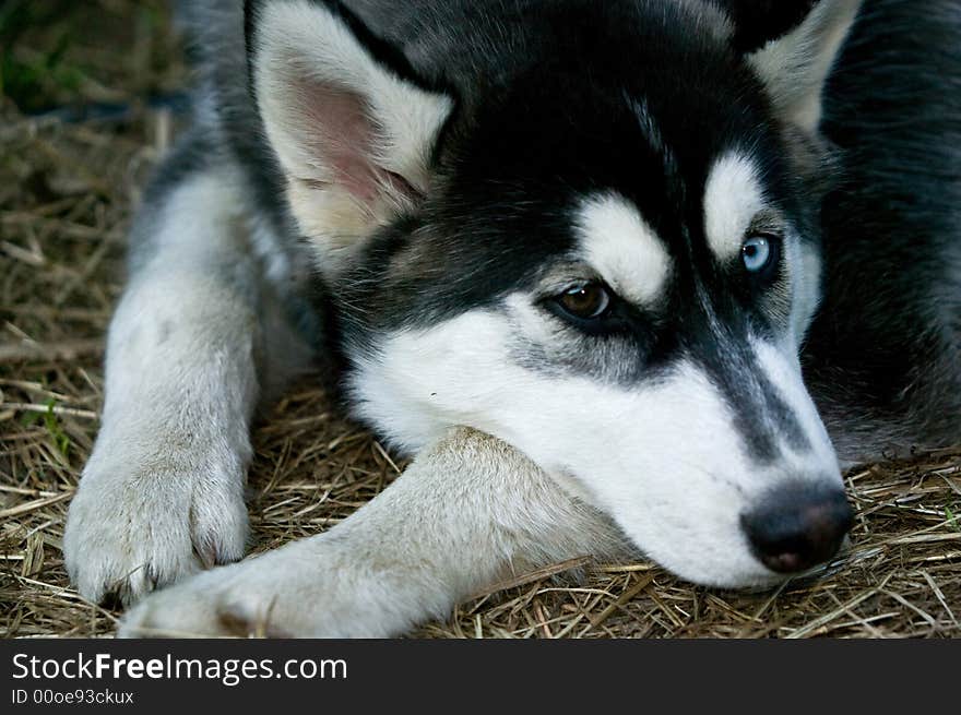 Portrait of a Husky Dog with different eyes