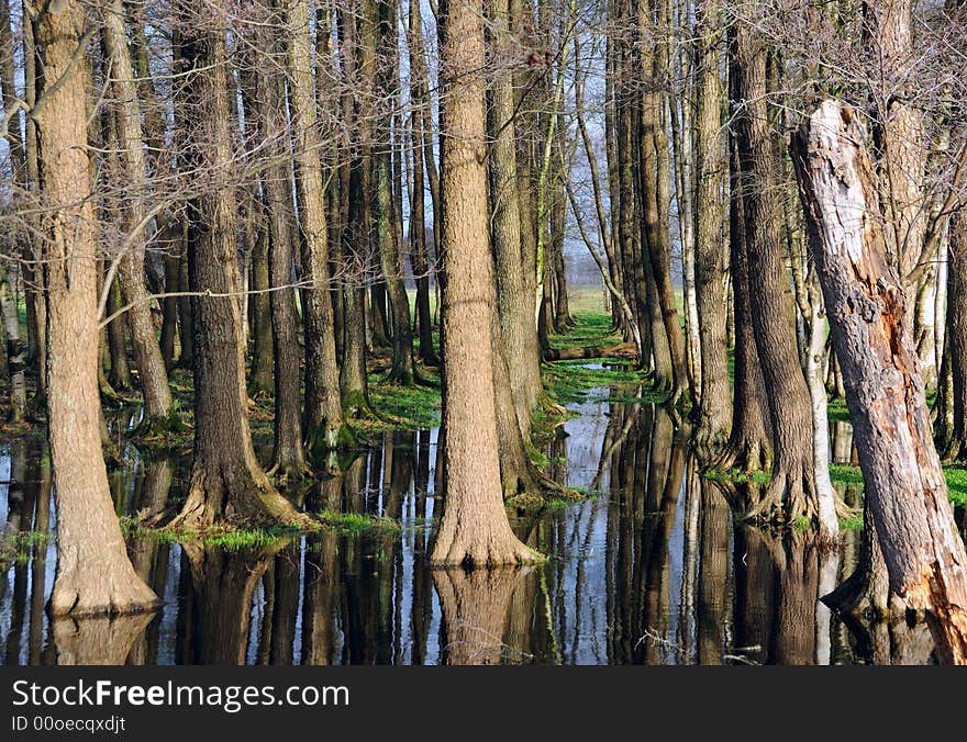 Trees and sky mirroring