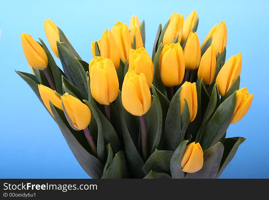 Yellow Tulips Isolated