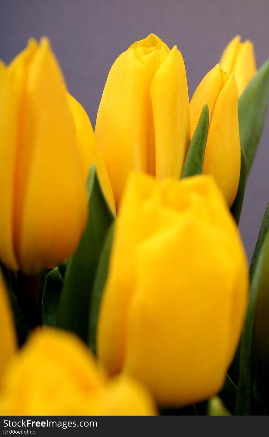 Yellow tulips isolated