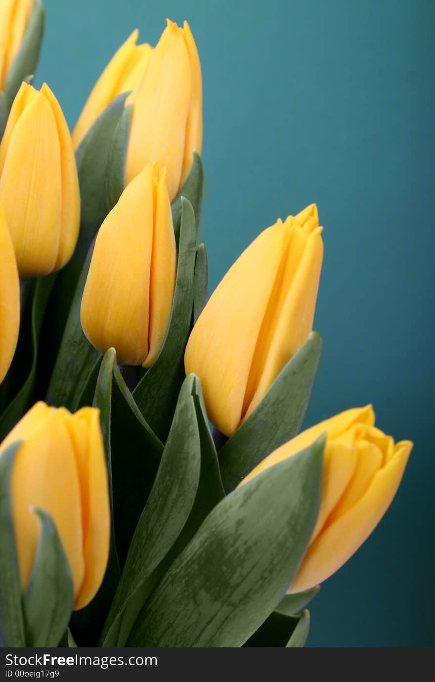 Yellow tulips isolated on green background