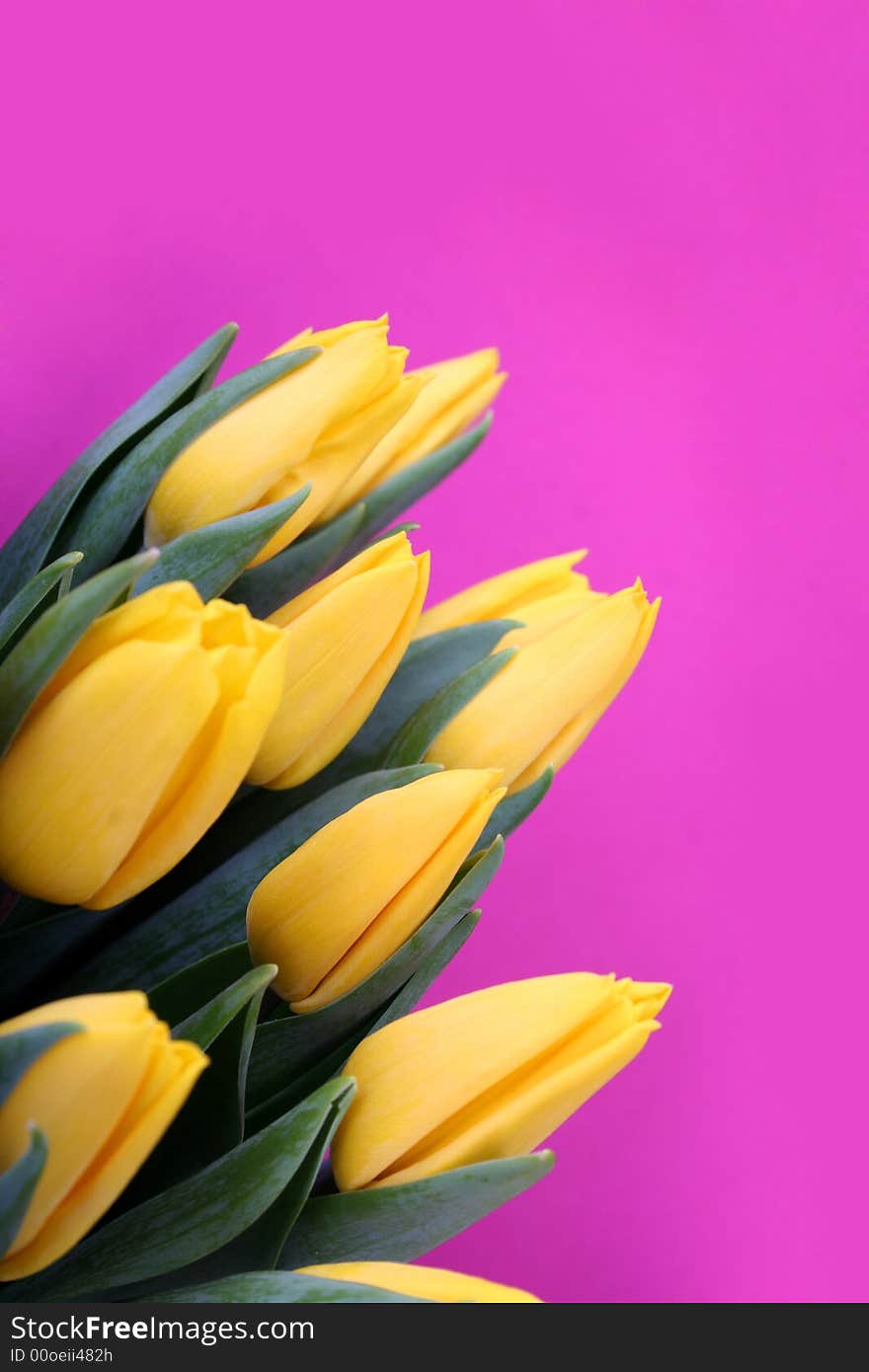 Yellow Tulips Isolated