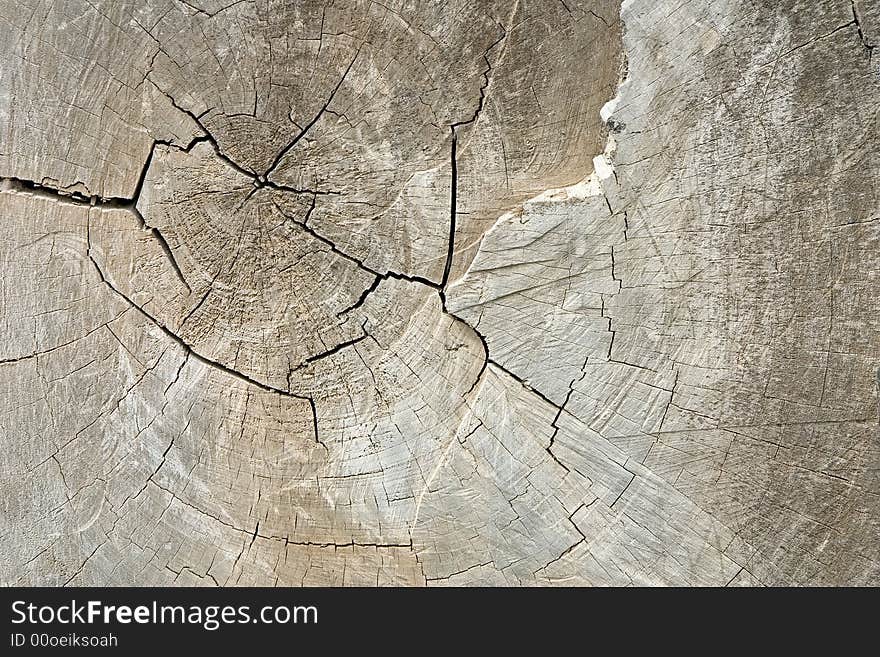 A cross section of a tree trunk. A cross section of a tree trunk