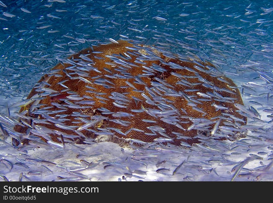 Schooling blue fish