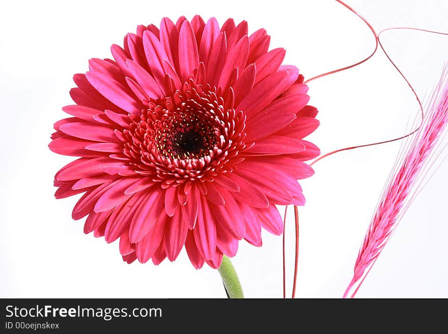 Pink flower on a white background...