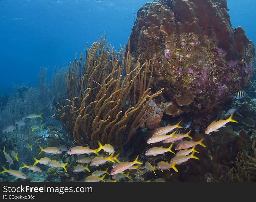 Underwater Bonaire - schooling yellowtail snappers