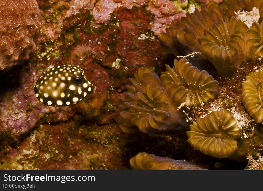 Baby Puffer  Fish