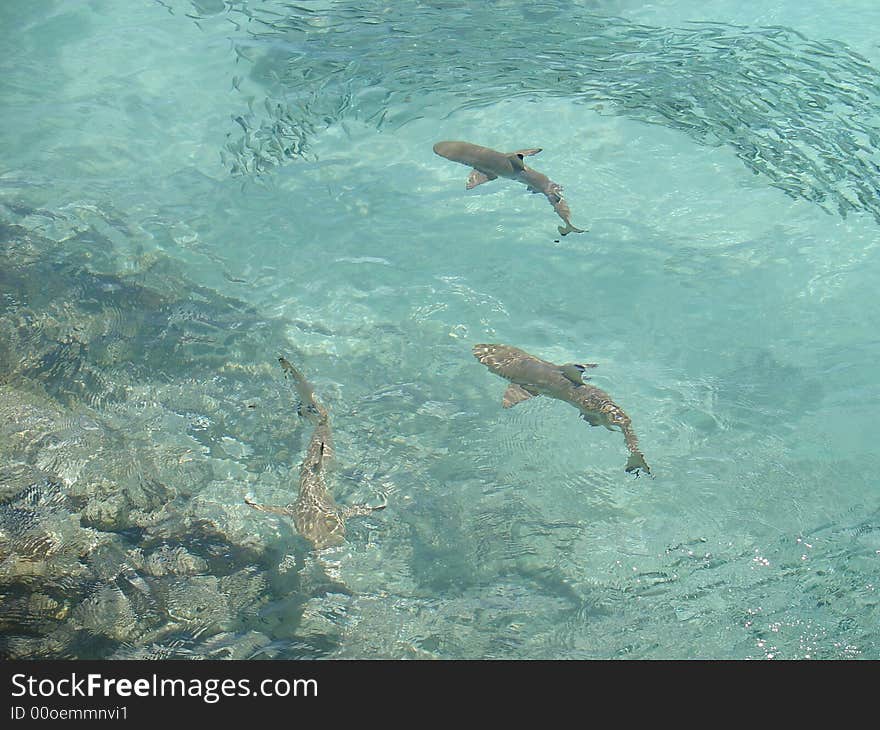 Black Tipped Reef Sharks rustling up a meal and feeding on a shoal of lesser fish.