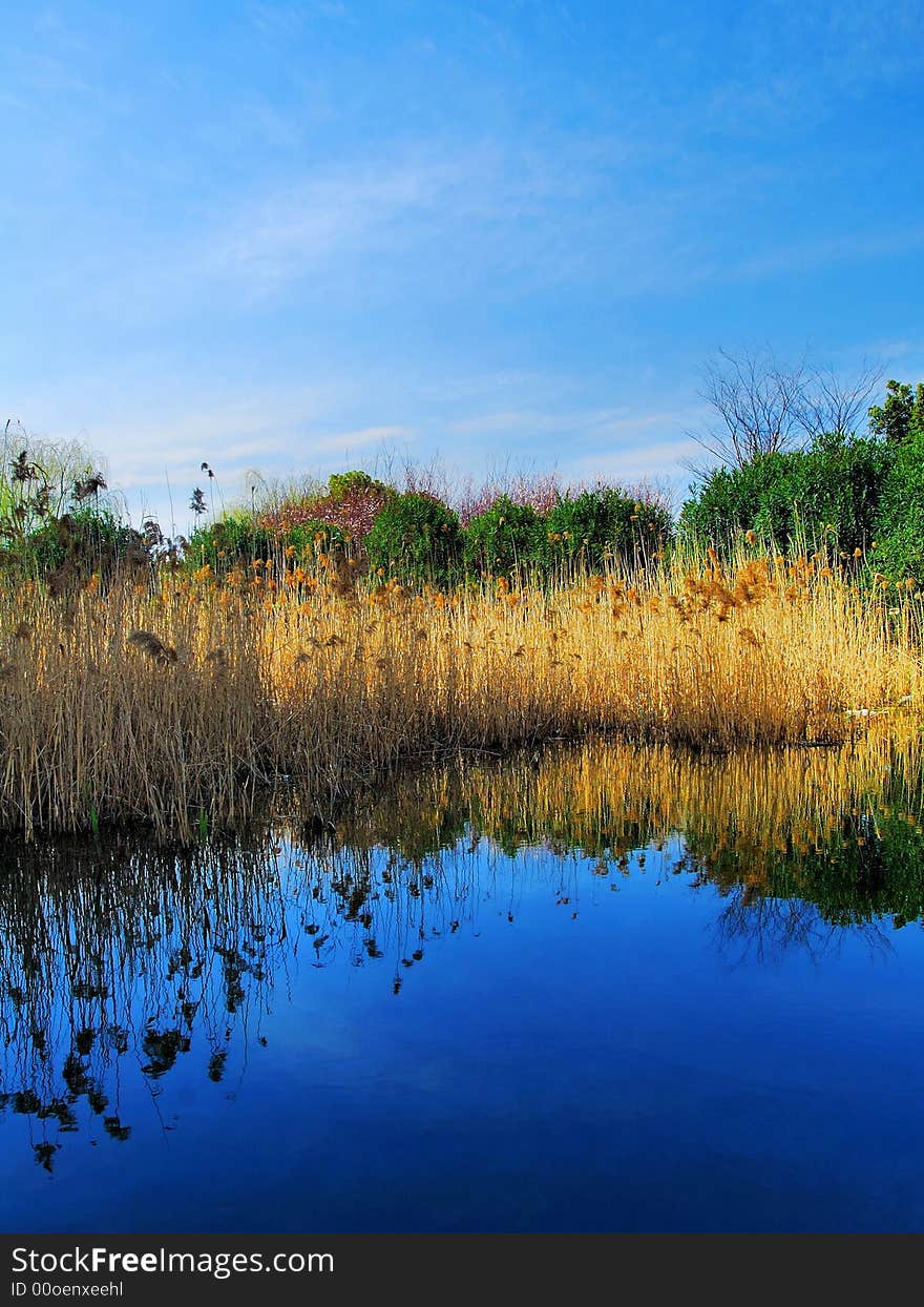 The leaves become yellow in the light of a setting sun. The brook is deep blue because of the blue sky. The leaves become yellow in the light of a setting sun. The brook is deep blue because of the blue sky.