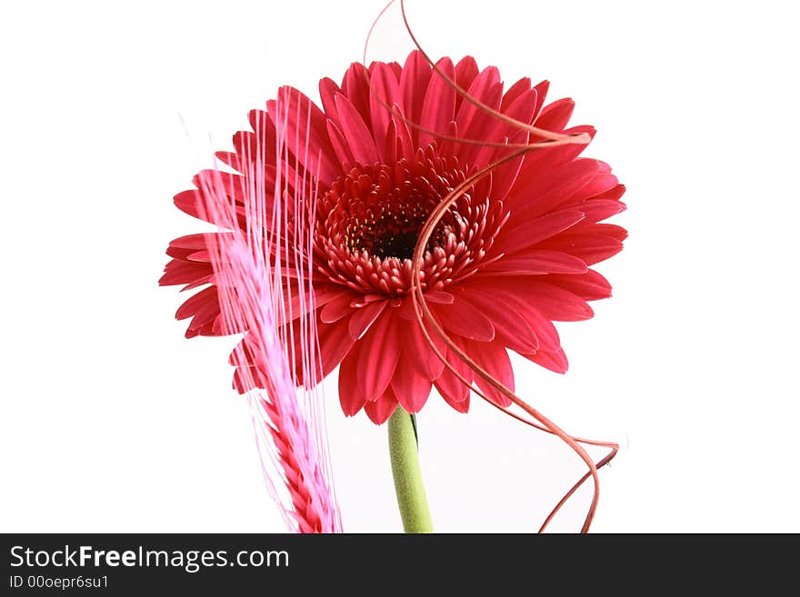 Pink flower on a white background...